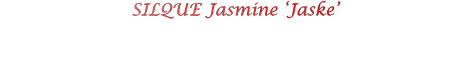 SILQUE Jasmine ‘Jaske’